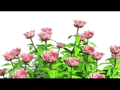 Y11 মহিলা স্মার্টওয়াচ বিলাসিতা 1.32 